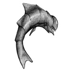 72. Fish of Evil