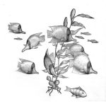 106. Piscinus